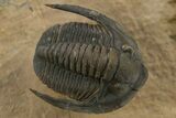 Spiny Walliserops Trilobite With Diademaproetus - Foum Zguid #312368-4